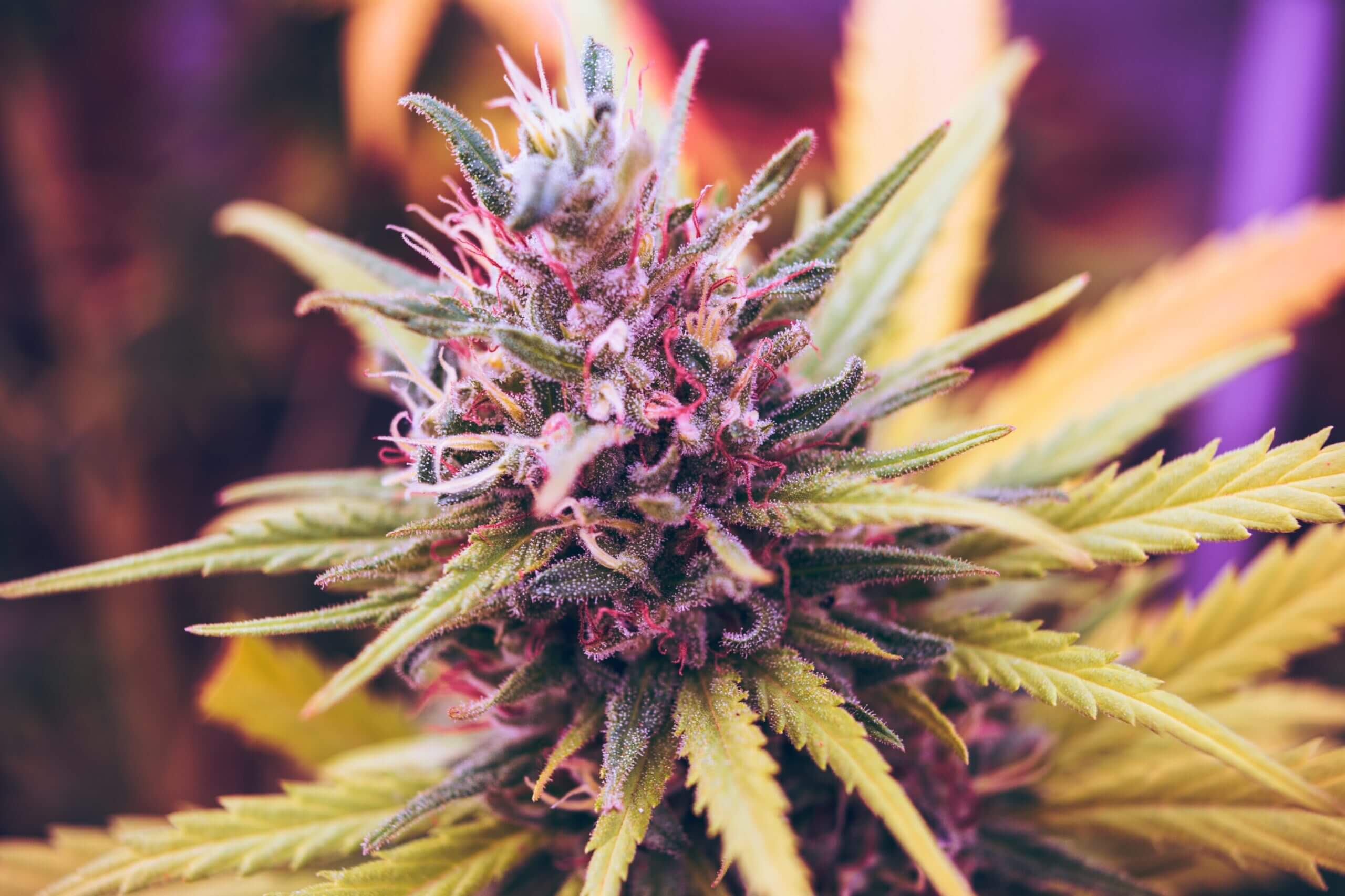 Where to Buy Exotic Weed Online: A Practical Guide for Canada