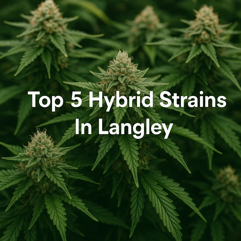 Top 5 Hybrid Strains in Langley