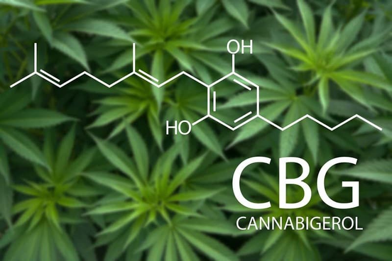 CBG vs. CBD: The Definitive Guide to Cannabinoids