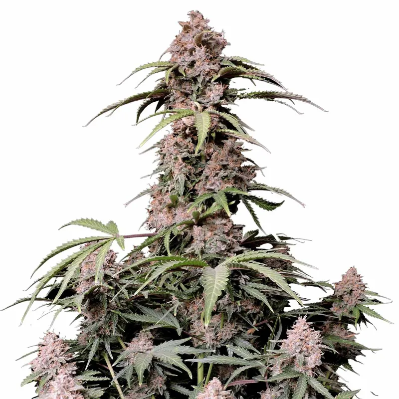 Amnesia Zkittlez Auto