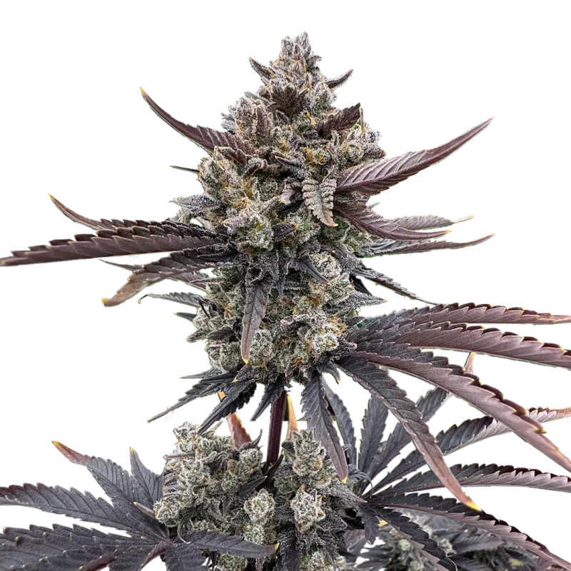 Banana Purple Punch Auto RF3