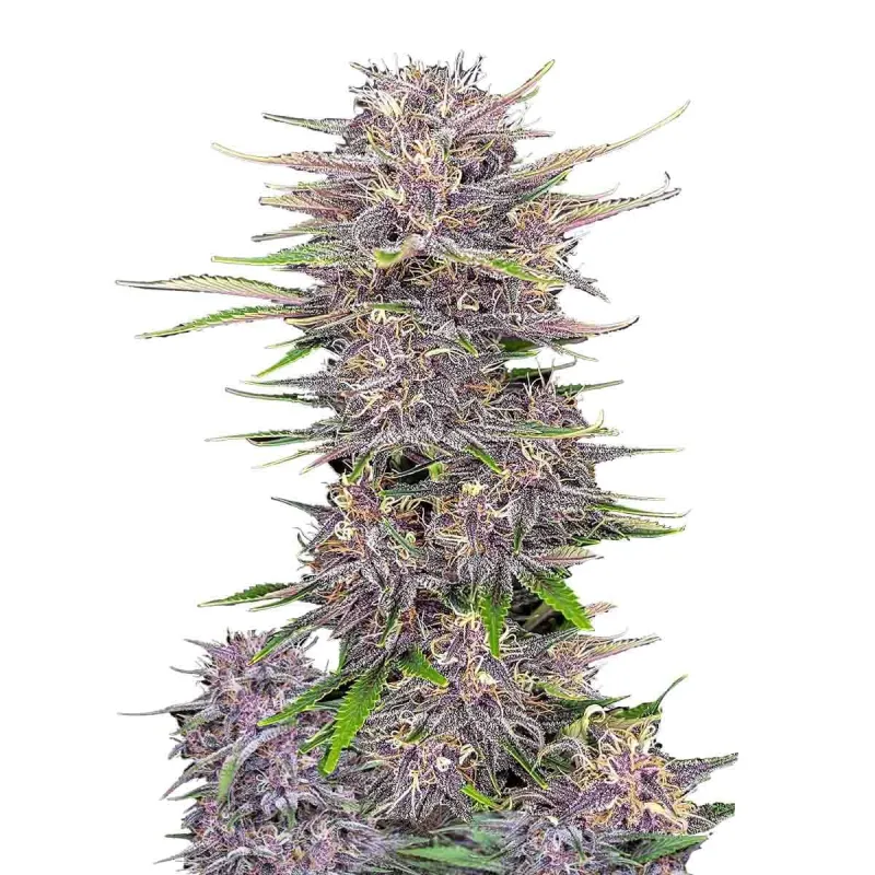 Banana Purple Punch Auto