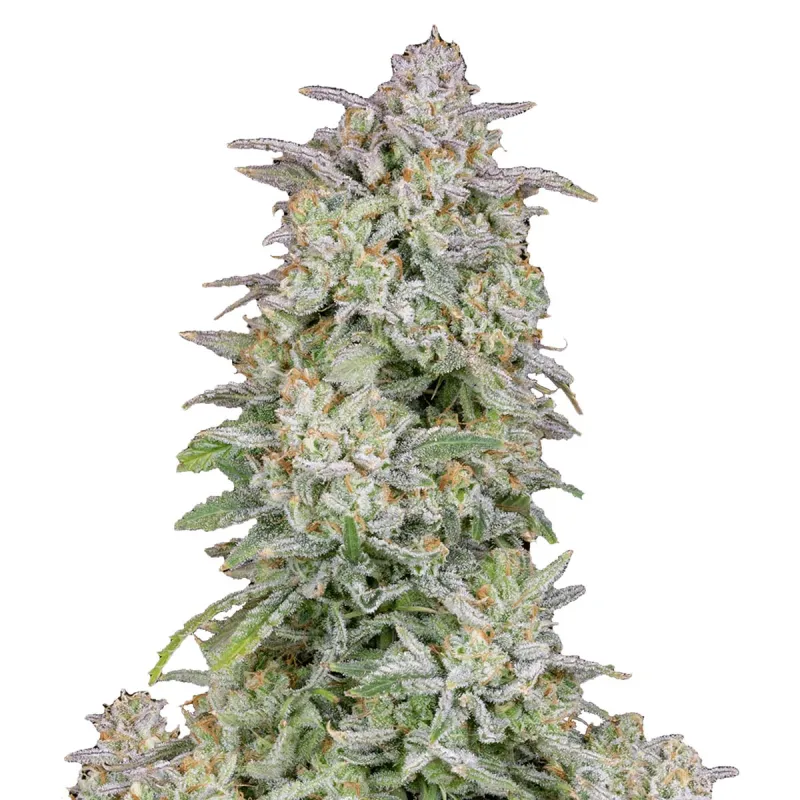 Forbidden Runtz Auto